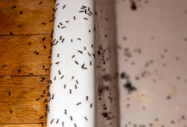 Best Wasp Removal Services  in Taylorsville, NC
