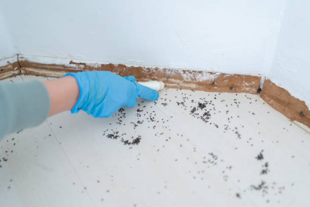 Best Cockroach Control Services  in Taylorsville, NC